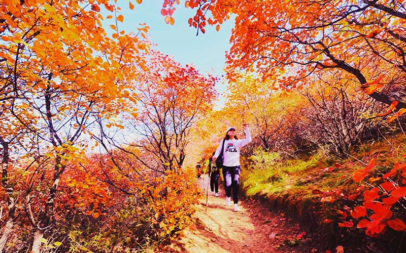 和记娱乐佛照山秋季漫山红叶，供游客免费观赏